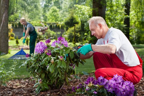 A senior man with short grey hair, wearing a white shirt, red gardening trousers, and teal gloves, is crouching in a well-maintained garden, tending to a vibrant purple flowering shrub. The garden features a neatly edged lawn, small flowering plants, and a mulch bed that surrounds the shrub. In the background, another person is seen working with gardening tools, possibly planting or trimming, on a lush green lawn with tall trees and dense foliage providing natural shade. The scene is set on a bright, clear day, with sunlight filtering through the trees, highlighting the natural tones of the soil, grass, and plant foliage. The garden appears to be part of a landscaped outdoor space, demonstrating careful maintenance and horticultural care typical of professional gardening services offered by Landscapers Southgate, situated in the Southgate area. The overall scene emphasizes outdoor garden management, shrub pruning, and lawn care, essential components of comprehensive gardening and landscaping services focused on creating attractive and healthy outdoor environments.