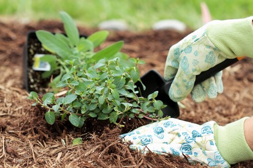 A close-up view of a gardener's hands wearing light green gloves with blue floral patterns, planting a small shrub with bright green, oval-shaped leaves into a prepared garden bed with rich, dark brown soil. The surrounding area features a grassy lawn in the background, suggesting an outdoor garden space in Southgate. The scene captures the gardening activity with a focus on planting, highlighting the importance of outdoor maintenance and landscape care services offered by companies like Landscapers Southgate. The garden bed appears well-defined with clean edges, and neighboring plants or garden elements are not visible in the image. The natural lighting emphasizes the vibrant green tones and the soil's texture, creating an informative visual suitable for an outdoor gardening service webpage related to planting, lawn care, and garden landscaping near London or the UK postcode area.