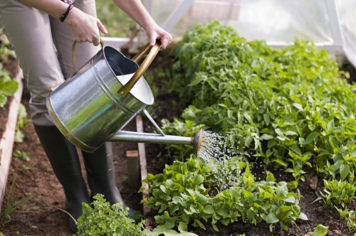 The image shows a person watering a vegetable garden in a greenhouse or outdoor garden space, with a metal watering can pouring water onto lush, green leafy plants. The garden features a variety of well-established vegetables, possibly including lettuce and other salad greens, planted in dark, rich soil. The plants are dense and healthy, with some showing vibrant green foliage. The background includes additional leafy plants and natural light filtering through, creating a bright and inviting environment typical of gardening and outdoor maintenance in Southgate, London. The scene highlights careful watering and plant care, relevant to gardening services provided by Landscapers Southgate, emphasizing a well-maintained, productive outdoor space suitable for home vegetable gardens or landscape enhancement.