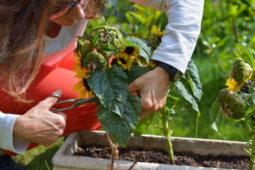 A close-up view of a gardener's hands planting a sunflower in a rectangular concrete garden bed filled with dark soil, surrounded by lush green foliage and other sunflower plants. The gardener is wearing a white long-sleeve shirt and a black watch, with part of their face visible, focusing on the activity. The outdoor environment appears sunny with vibrant natural light highlighting the healthy green leaves and bright yellow sunflower buds, suggesting a well-maintained garden in Southgate with a focus on horticultural care and planting services. This scene exemplifies professional gardening work, including planting and cultivating flowerbeds within a residential or landscaped outdoor space.